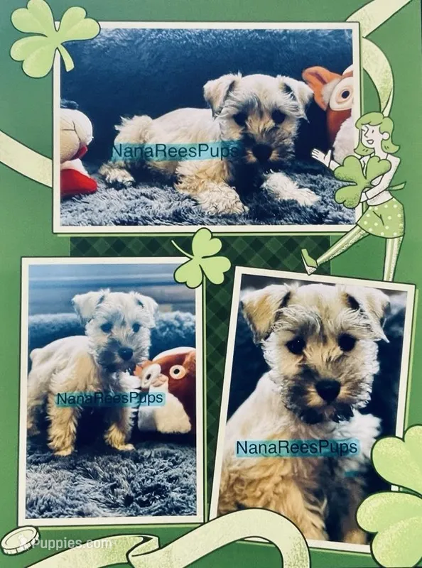 Sonny= Silver Salt/Pepper Male, a male Miniature Schnauzer for sale in Springfield, MO – Photo 1 of 8