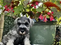 Little John .. Pepper/Salt , a male Miniature Schnauzer for sale in Springfield, MO – 7 of 10