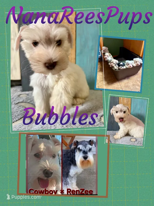 Bubbles/ Champagne Parti  – Miniature Schnauzer puppy for sale in Springfield, MO