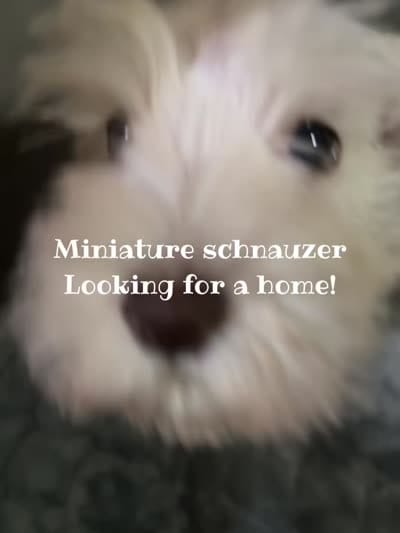 Rose/White Chocolate , a female Miniature Schnauzer for sale in Springfield, MO – 2 of 6