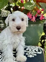 Robin Hood .. White Chocolate Male, a male Miniature Schnauzer for sale in Springfield, MO – 6 of 9