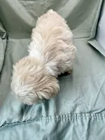 Bubbles/ Champagne Parti , a female Miniature Schnauzer for sale in Springfield, MO – 2 of 6
