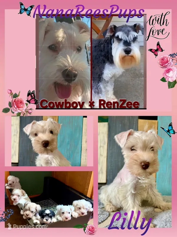 Lilly/White Chocolate / Microchipped  – Miniature Schnauzer puppy for sale in Springfield, MO