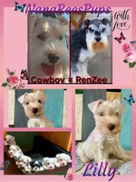 Lilly/White Chocolate / Microchipped , a female Miniature Schnauzer for sale in Springfield, MO – 1 of 5