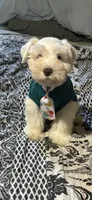 Bubbles/ Microchipped  Male , a female Miniature Schnauzer for sale in Springfield, MO – 7 of 10