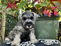 Little John .. Pepper/Salt , a male Miniature Schnauzer for sale in Springfield, MO – 4 of 10