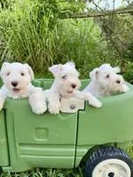 Lilly/White Chocolate / Microchipped , a female Miniature Schnauzer for sale in Springfield, MO – 3 of 5