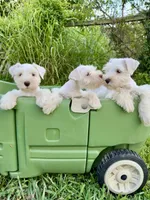 Lilly/White Chocolate / Microchipped , a female Miniature Schnauzer for sale in Springfield, MO – 4 of 5