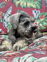 Little John .. Pepper/Salt , a male Miniature Schnauzer for sale in Springfield, MO – 8 of 10