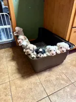 Rose/White Chocolate , a female Miniature Schnauzer for sale in Springfield, MO – 4 of 6