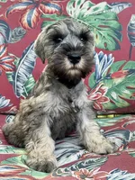 Little John .. Pepper/Salt , a male Miniature Schnauzer for sale in Springfield, MO – 2 of 10