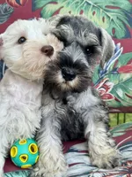 Little John .. Pepper/Salt , a male Miniature Schnauzer for sale in Springfield, MO – 6 of 10