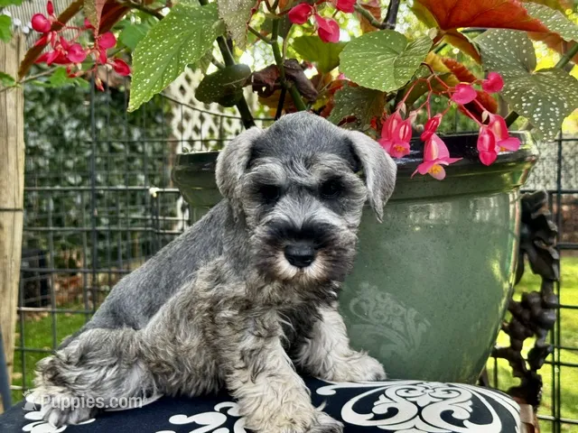 Little John .. Pepper/Salt  – Miniature Schnauzer puppy for sale in Springfield, MO