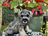 Little John .. Pepper/Salt , a male Miniature Schnauzer for sale in Springfield, MO – 1 of 10