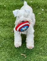 Robin Hood .. White Chocolate Male, a male Miniature Schnauzer for sale in Springfield, MO – 9 of 9
