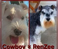 Lilly/White Chocolate / Microchipped , a female Miniature Schnauzer for sale in Springfield, MO – 2 of 5