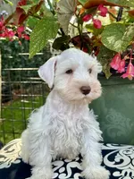 Robin Hood .. White Chocolate Male, a male Miniature Schnauzer for sale in Springfield, MO – 3 of 9