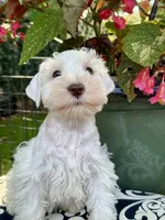 Robin Hood .. White Chocolate Male, a male Miniature Schnauzer for sale in Springfield, MO – 5 of 9