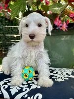 Robin Hood .. White Chocolate Male, a male Miniature Schnauzer for sale in Springfield, MO – 4 of 9