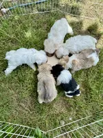 Bubbles/ Champagne Parti , a female Miniature Schnauzer for sale in Springfield, MO – 6 of 6