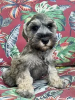 Little John .. Pepper/Salt , a male Miniature Schnauzer for sale in Springfield, MO – 10 of 10