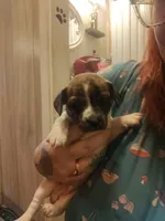 Dachshund/Chihuahua mix male, a male Dachshund and Chihuahua for sale in Molino, FL – Photo 2 of 3