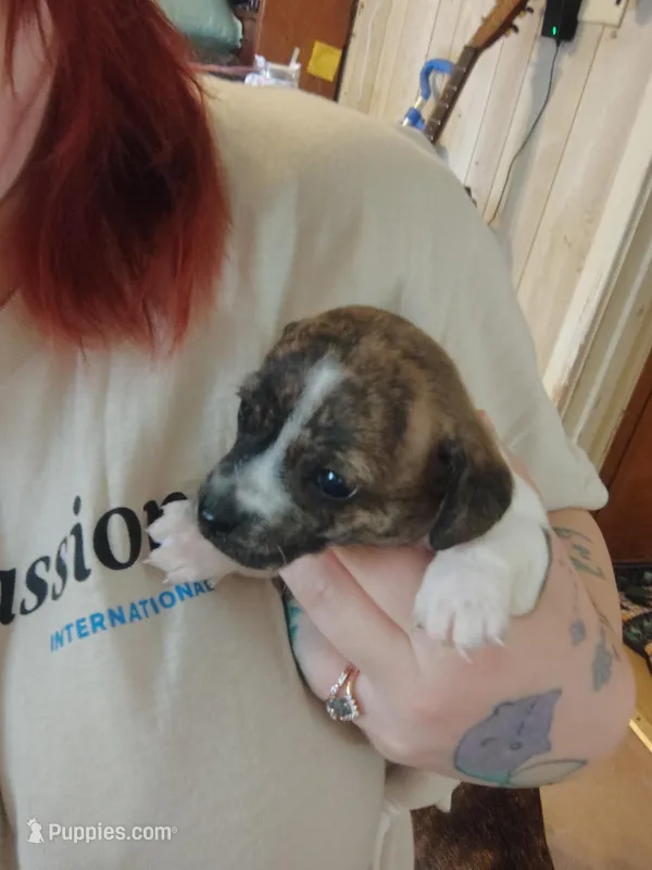 Dachshund/Chihuahua mix male – Dachshund, Chihuahua puppy for sale in Molino, FL