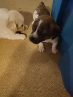 Dachshund/Chihuahua mix male, a male Dachshund and Chihuahua for sale in Molino, FL – Photo 3 of 3