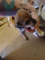 Dachshund/Chihuahua mix female, a female Dachshund and Chihuahua for sale in Molino, FL – Photo 4 of 6