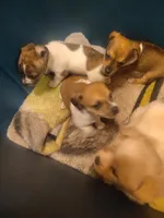 Dachshund/Chihuahua mix female, a female Dachshund and Chihuahua for sale in Molino, FL – Photo 2 of 6