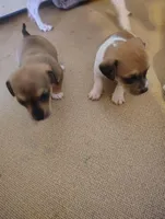 Dachshund/Chihuahua mix female, a female Dachshund and Chihuahua for sale in Molino, FL – Photo 6 of 6