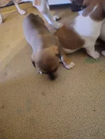 Dachshund/Chihuahua mix female, a female Dachshund and Chihuahua for sale in Molino, FL – Photo 3 of 6