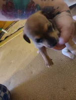 Dachshund/Chihuahua mix female, a female Dachshund and Chihuahua for sale in Molino, FL – Photo 5 of 6