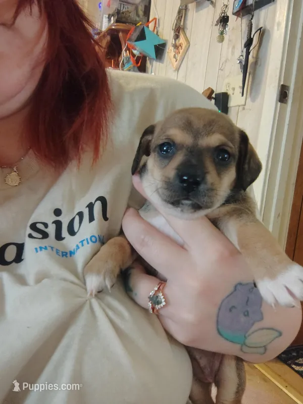 Dachshund/Chihuahua mix female – Dachshund, Chihuahua puppy for sale in Molino, FL