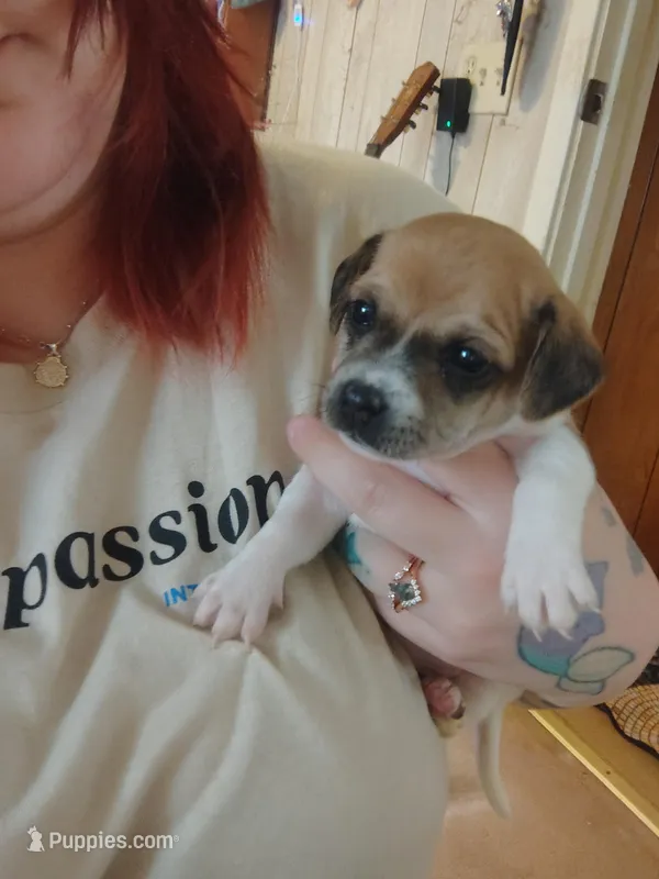 Dachshund/Chihuahua mix female – Dachshund, Chihuahua puppy for sale in Molino, FL