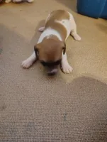 Dachshund/Chihuahua mix female, a female Dachshund and Chihuahua for sale in Molino, FL – Photo 2 of 3