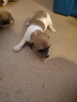 Dachshund/Chihuahua mix female, a female Dachshund and Chihuahua for sale in Molino, FL – Photo 3 of 3