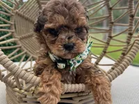 Tylor , a male Poodle - Toy  for sale in Naples, FL – 3 of 3