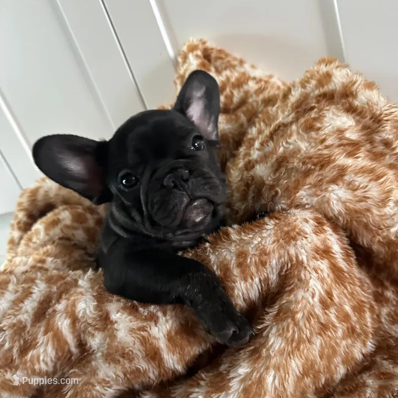 Charlie – French Bulldog puppy for sale in Naples, FL