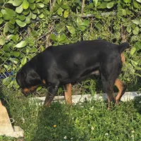 Balto, a male Rottweiler for sale in Naples, FL – 2 of 2