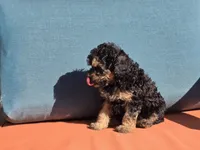 Tiny Reese, a male Poodle - Toy  for sale in Naples, FL – Photo 3 of 3