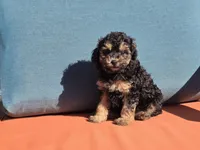 Tiny Reese, a male Poodle - Toy  for sale in Naples, FL – Photo 1 of 3