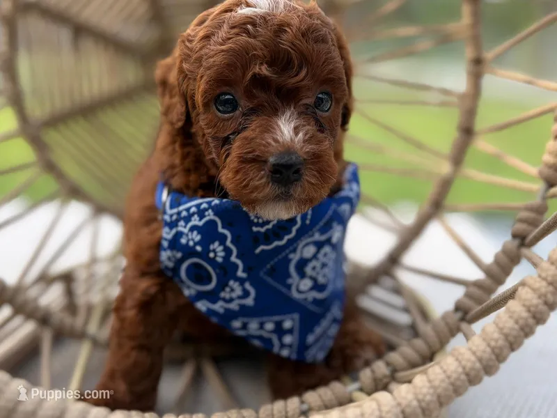 Puppy 4 – Poodle - Toy  puppy for sale in Naples, FL