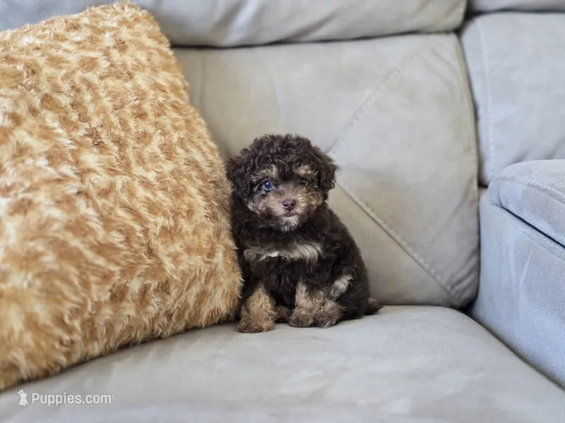 Tinkerbell  – Poodle - Toy  puppy for sale in Naples, FL