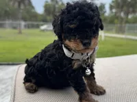 Gismo , a male Poodle - Toy  for sale in Naples, FL – 3 of 3