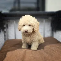 Carmel , a male Poodle - Toy  for sale in Naples, FL – 2 of 6