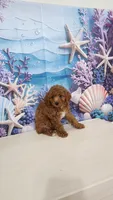 Mochi , a male Poodle - Toy  for sale in Naples, FL – 2 of 5