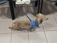 Kai, a male Miniature Dachshund for sale in Lehigh Acres, FL – 5 of 5