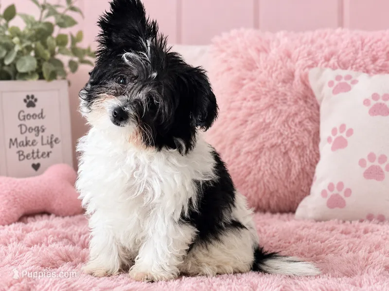 Teacup Phoebe  – Poodle - Toy , Shiranian puppy for sale in Lehigh Acres, FL