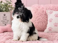Teacup Phoebe , a female Poodle - Toy  and Shiranian for sale in Lehigh Acres, FL – 1 of 2